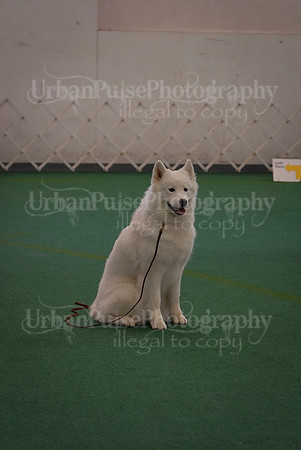 Obedience-3292