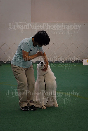 Obedience-3293
