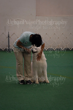 Obedience-3294