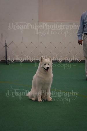 Obedience-3295