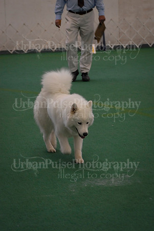 Obedience-3296