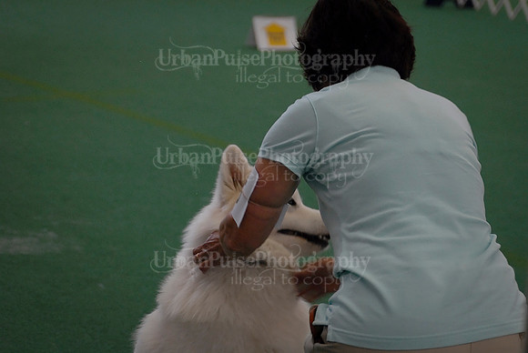 Obedience-3297