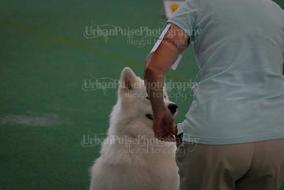 Obedience-3298