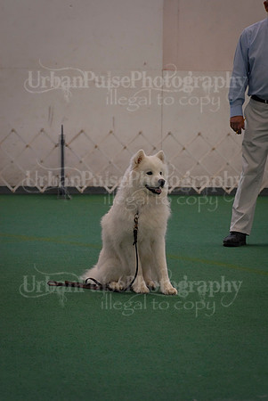 Obedience-3307