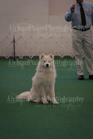 Obedience-3309