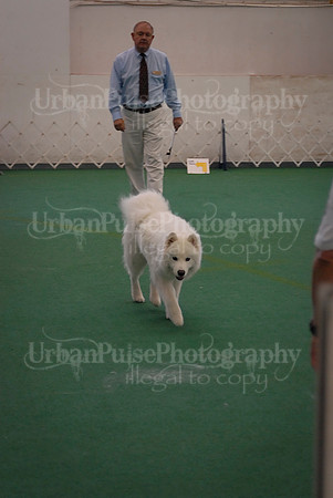 Obedience-3310