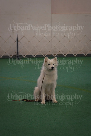 Obedience-3321