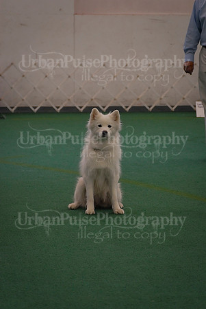 Obedience-3323
