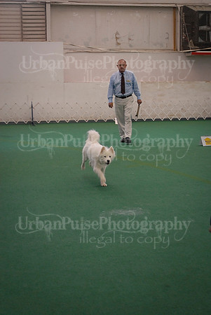 Obedience-3324