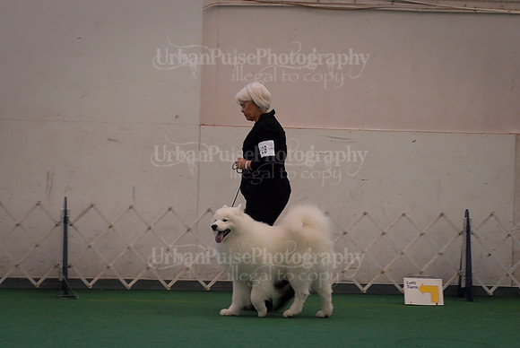 Obedience-3326