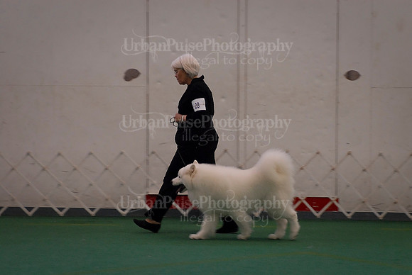 Obedience-3328