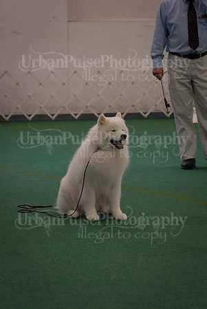 Obedience-3332