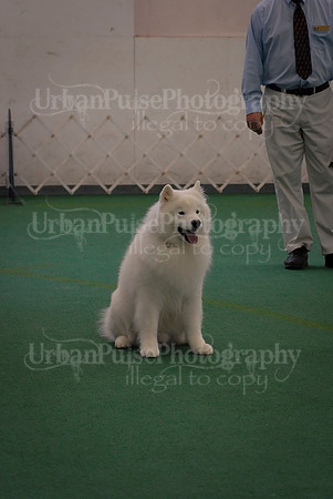 Obedience-3334