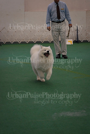 Obedience-3335