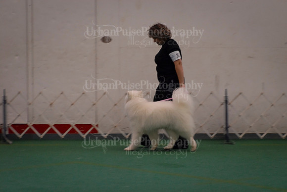 Obedience-3338