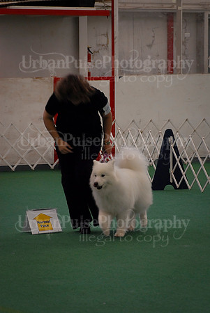 Obedience-3341