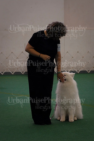 Obedience-3346