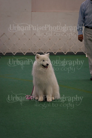 Obedience-3348