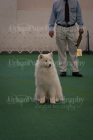 Obedience-3350