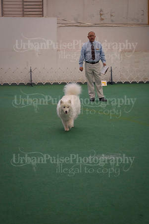 Obedience-3351