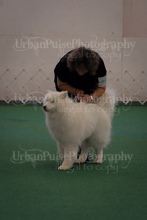 Obedience-3349