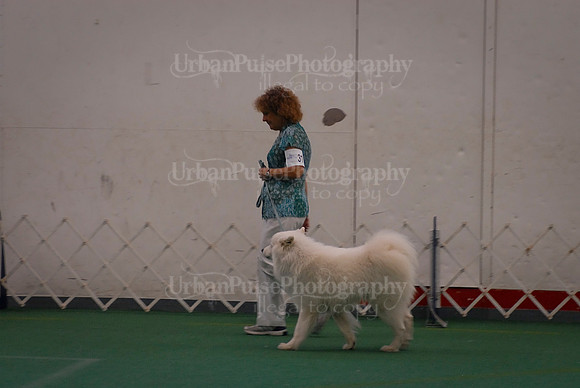 Obedience-3354