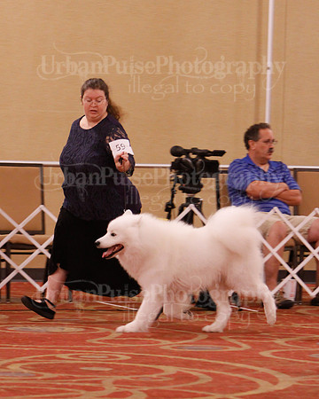 SCA2019 D BRED BY-9601