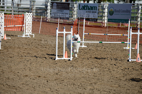 AGILITY-1855