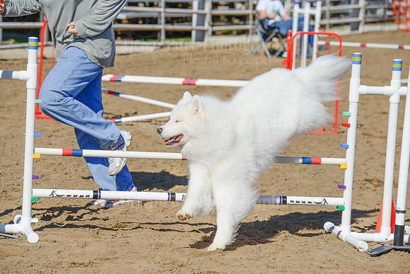 AGILITY-2178