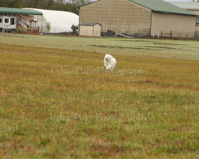 SCA2016_LURE COURSING-7277