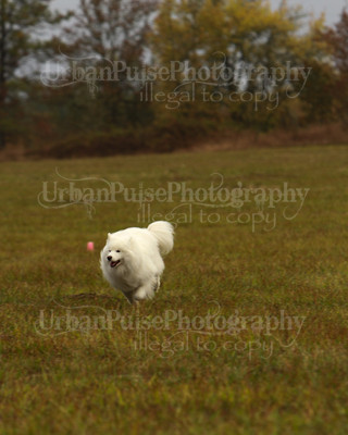 SCA2016_LURE COURSING-7300