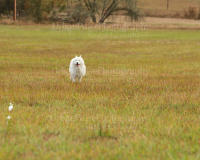 SCA2016_LURE COURSING-7352