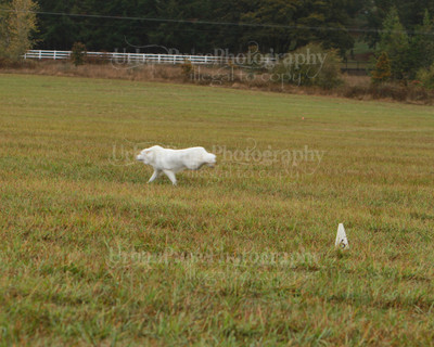 SCA2016_LURE COURSING-7687