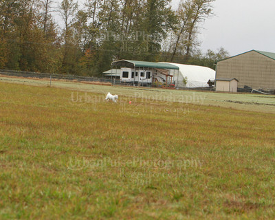 SCA2016_LURE COURSING-7318