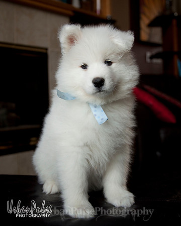 Mater x Maya Blue Boy 7.5 wks_8880