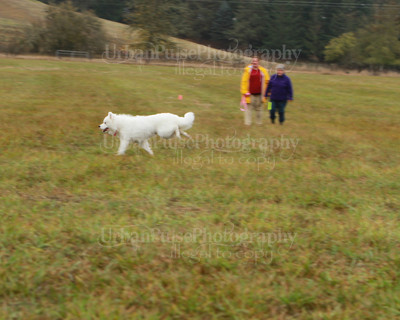 SCA2016_LURE COURSING-7804