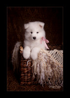 MaterxMayaLitter2 6Wks Pink Girl_2063