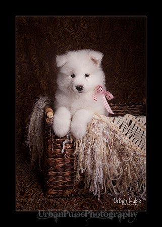 MaterxMayaLitter2 6Wks Pink Girl_2063