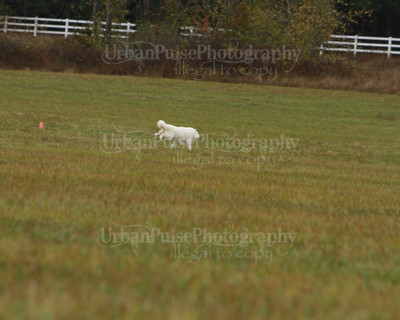 SCA2016_LURE COURSING-7606
