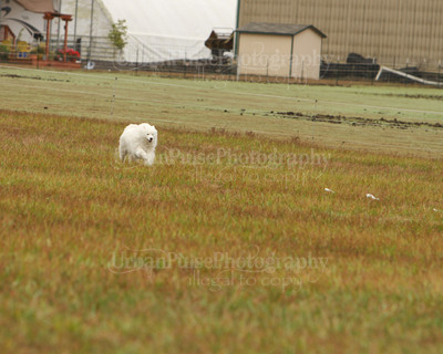SCA2016_LURE COURSING-7271