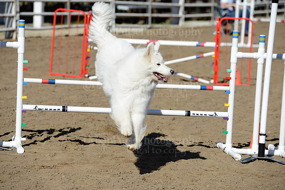 AGILITY-1954
