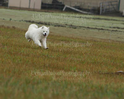 SCA2016_LURE COURSING-7583
