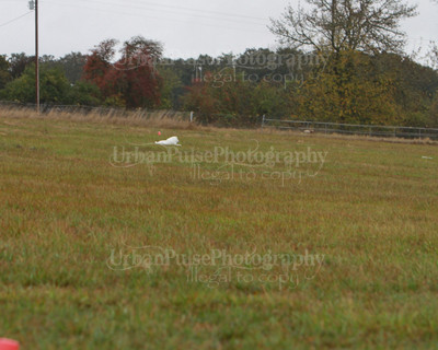 SCA2016_LURE COURSING-7656