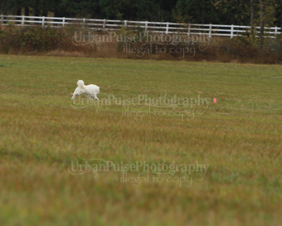 SCA2016_LURE COURSING-7603