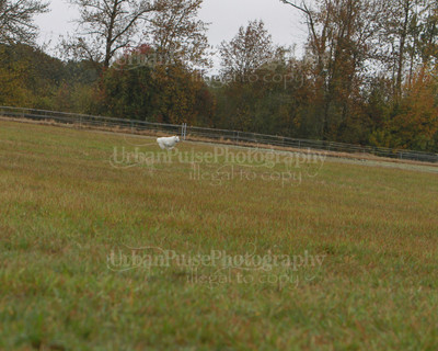SCA2016_LURE COURSING-7571