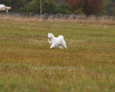 SCA2016_LURE COURSING-7759