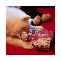 PorkChop_Crackers
