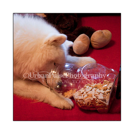 PorkChop_Crackers