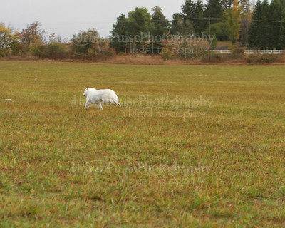 SCA2016_LURE COURSING-7332