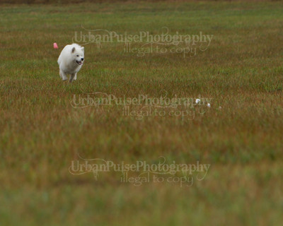 SCA2016_LURE COURSING-7623